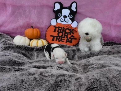 AKC Female 1 Old English Sheepdog