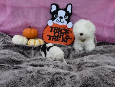 AKC Female 1 Old English Sheepdog