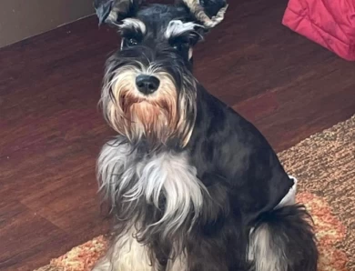SC’s Hold My Beer I’ve Got This “Molly Bigs Miniature Schnauzer