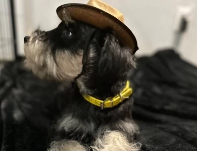 Yellow Collar Miniature Schnauzer