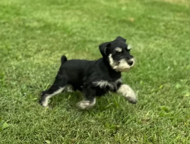 Yellow Collar Miniature Schnauzer