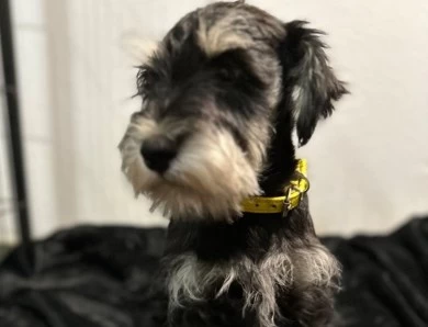 Yellow Collar Miniature Schnauzer