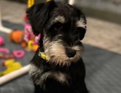 Yellow Collar Miniature Schnauzer