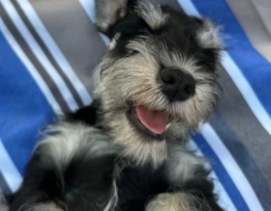 Yellow Collar Miniature Schnauzer