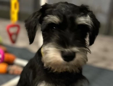 Yellow Collar Miniature Schnauzer