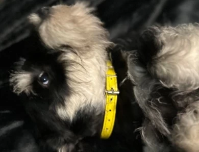 Yellow Collar Miniature Schnauzer