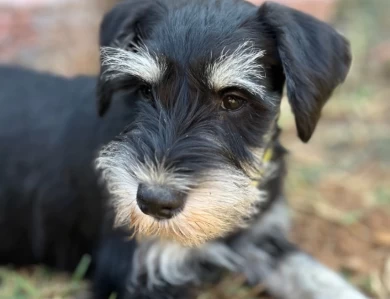 Yellow Collar Miniature Schnauzer