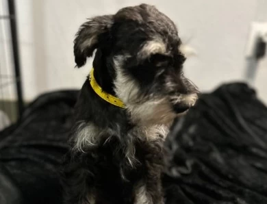 Yellow Collar Miniature Schnauzer