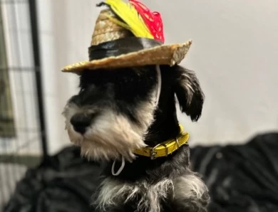 Yellow Collar Miniature Schnauzer