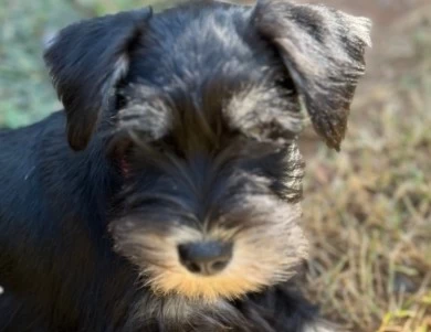 Yellow Collar Miniature Schnauzer