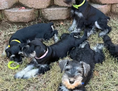 Yellow Collar Miniature Schnauzer