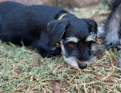 Yellow Collar Miniature Schnauzer