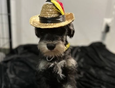 Yellow Collar Miniature Schnauzer