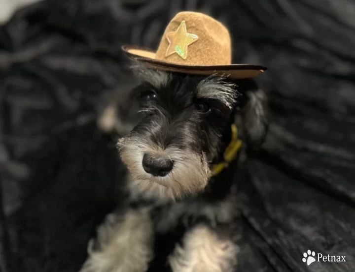 Yellow Collar Miniature Schnauzer