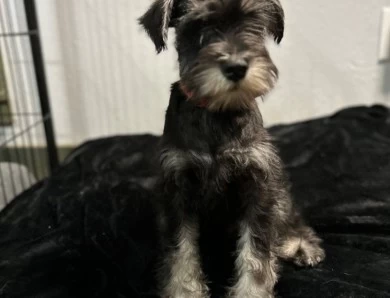 Red Collar Miniature Schnauzer