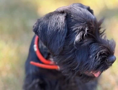 Red Collar Miniature Schnauzer