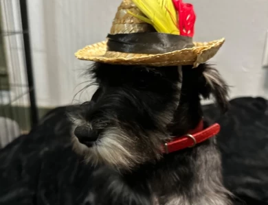 Red Collar Miniature Schnauzer