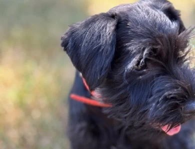 Red Collar Miniature Schnauzer