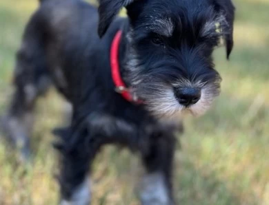 Red Collar Miniature Schnauzer