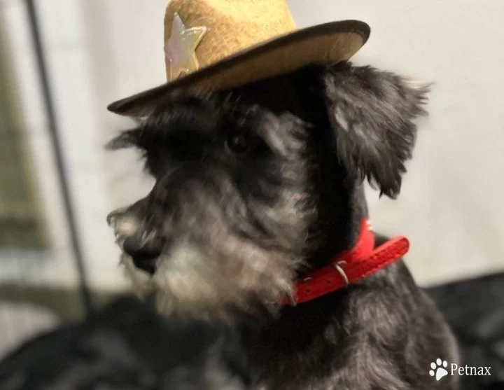 Red Collar Miniature Schnauzer