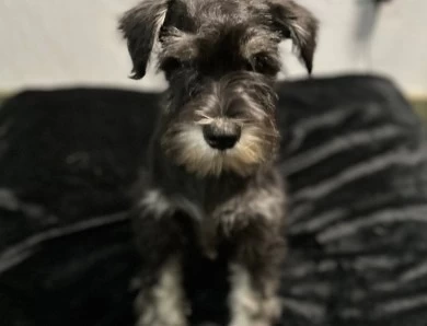 Red Collar Miniature Schnauzer