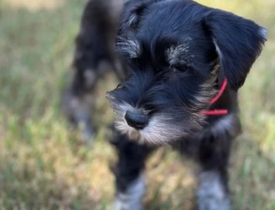 Red Collar Miniature Schnauzer