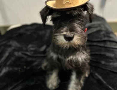 Red Collar Miniature Schnauzer