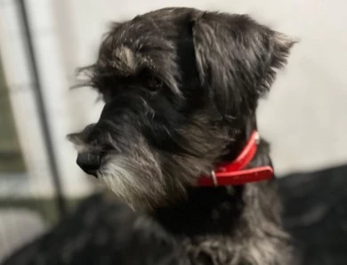 Red Collar Miniature Schnauzer