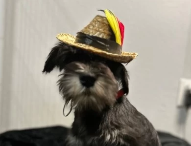 Red Collar Miniature Schnauzer