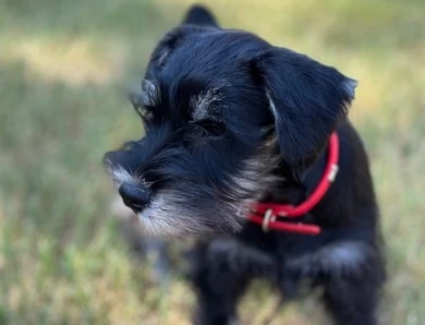 Red Collar Miniature Schnauzer