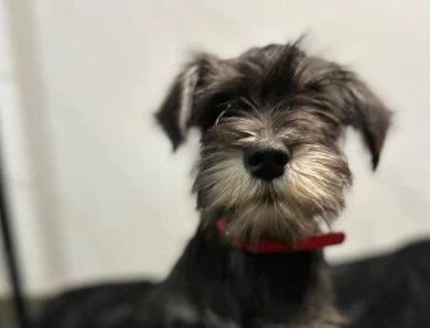 Red Collar Miniature Schnauzer