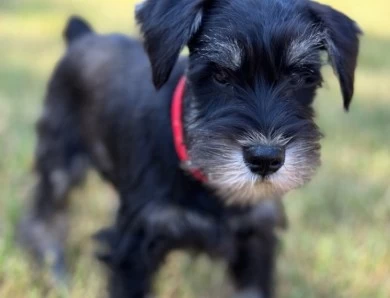 Red Collar Miniature Schnauzer