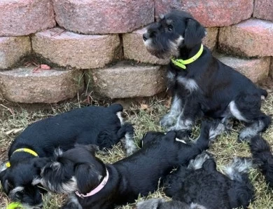 Green Collar Miniature Schnauzer