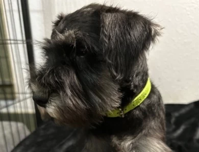 Green Collar Miniature Schnauzer