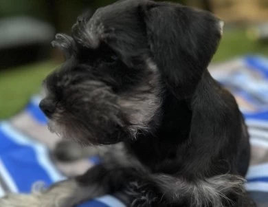 Green Collar Miniature Schnauzer