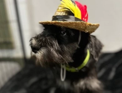 Green Collar Miniature Schnauzer