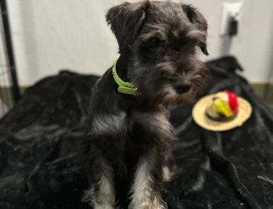 Green Collar Miniature Schnauzer