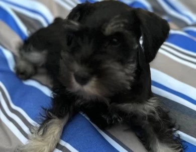 Green Collar Miniature Schnauzer