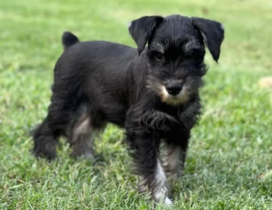 Green Collar Miniature Schnauzer