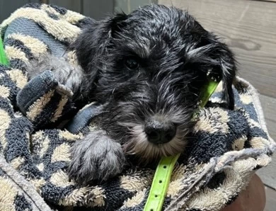 Green Collar Miniature Schnauzer