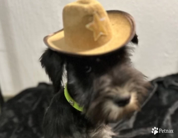 Green Collar Miniature Schnauzer