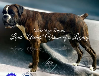 Lord Ascher Vision of a Legacy (Ascher) Boxer