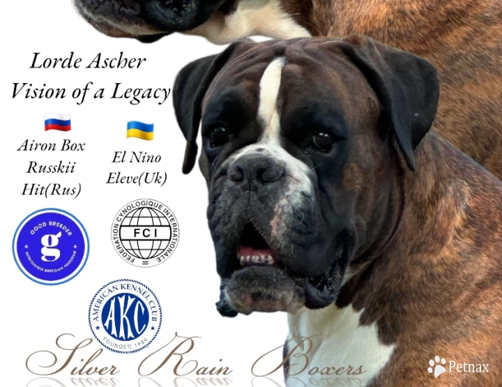 Lord Ascher Vision of a Legacy (Ascher) Boxer