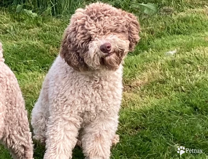 Beau Lagotto Romagnolo