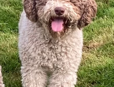 Beau Lagotto Romagnolo