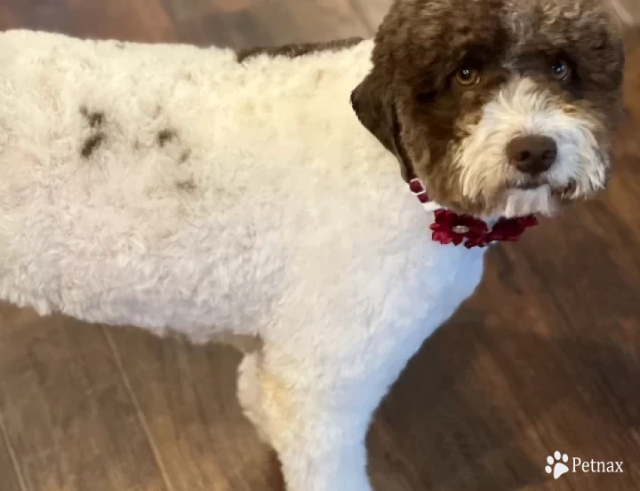 Biscotti  Lagotto Romagnolo