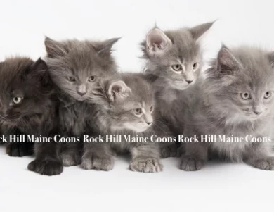 Rock Hill Maine Coons