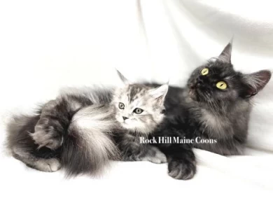 Rock Hill Maine Coons