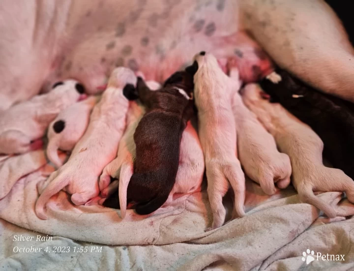 White litter Boxer