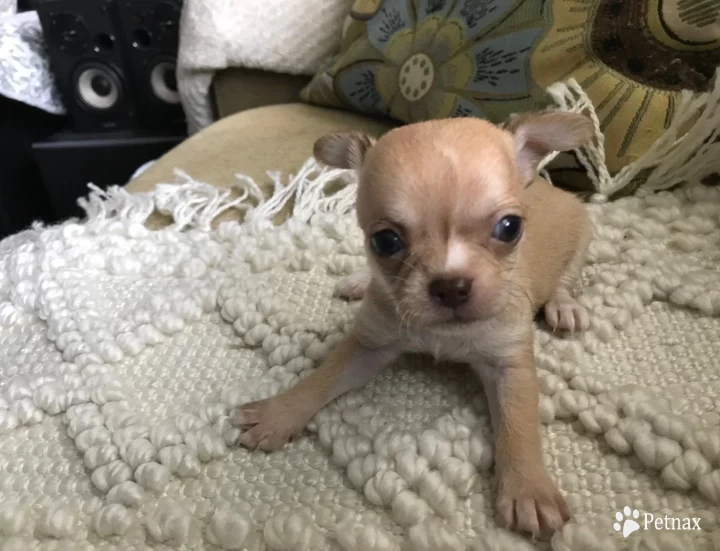 Rose Chihuahua